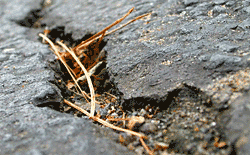 A crack in the pavement.