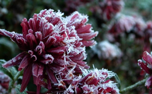 Frosty flower.